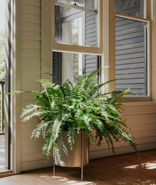 Botanic Plant Pot Stand